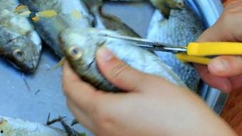 八瓜鱼如何吃,八瓜鱼的多重美味吃法揭秘