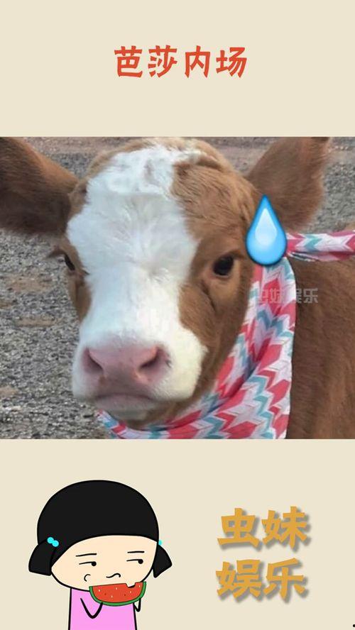 抖音吃瓜仔,揭秘网络热点背后的真相